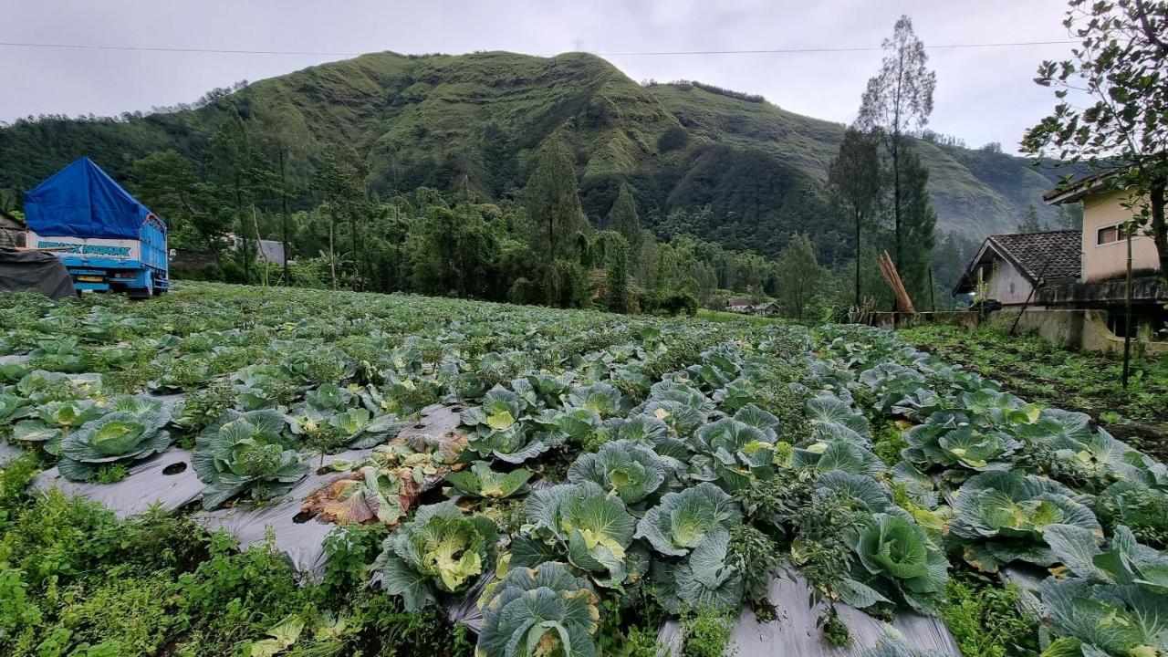 Arum Bromo Villas Ngadisari Exteriér fotografie